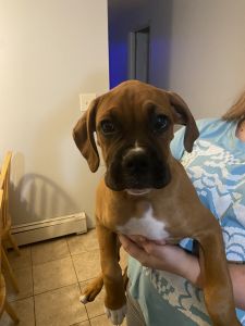 Boxer puppies