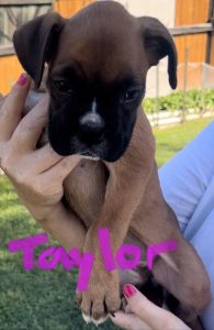 Pure bread Boxers 2 girls 2 boys Redlands or jimboomba pick up