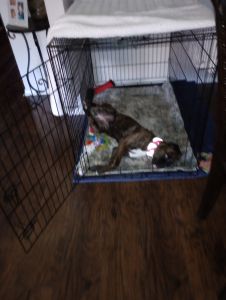 Trying to sale my boxer