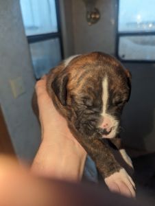 Puppies for sale