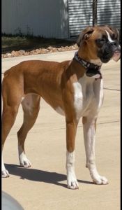 Akc Boxer Female 2yrs. Old