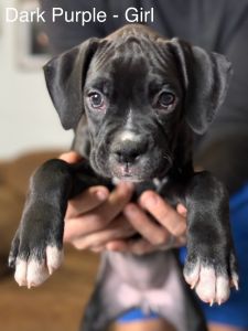 Female Boxer Puppies