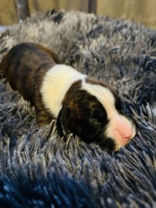 Purebred Boxer Puppies