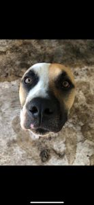 Boxer and pit bull for sale