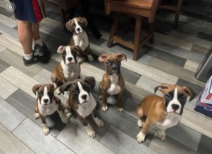 AKC Boxer pups