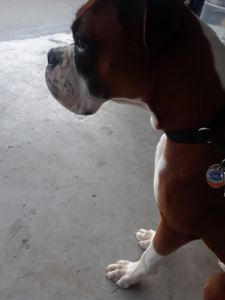 Boxer AKC to a good home.