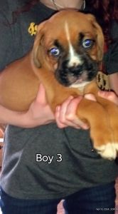 Purebred Boxer puppies