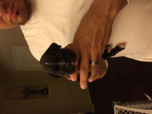 Boxer Puppies for Sale