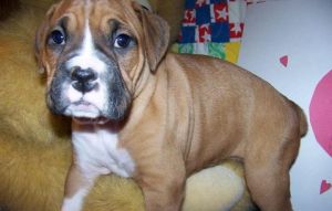 strong Pedigree boxer Puppies