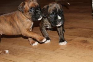 Stunning Boxer Puppies!!!!