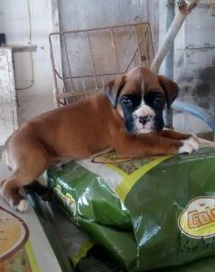 Boxer Puppies for Sale