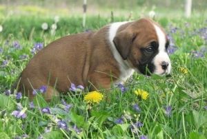Jake and Berry Boxer puppies Available