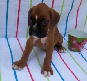 2 little boxers puppies