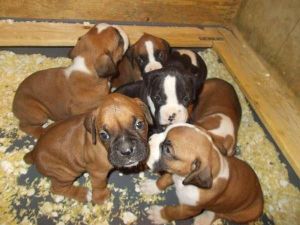 Adorable Boxer Puppies