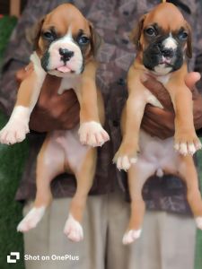 Boxer puppys in bangalore ***