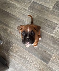 Beautiful boxer puppies