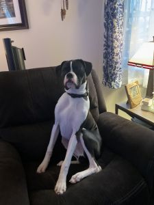 Beautiful black and white boxer