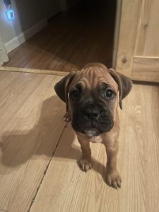 Boxer puppies for sale in wood River Illinois, 62095