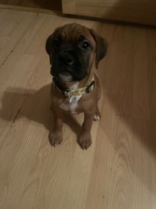 Boxer puppy for sale