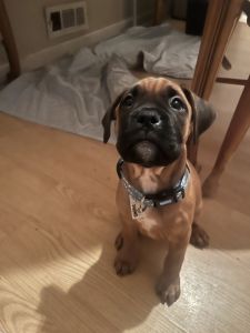 Boxer puppy for sale