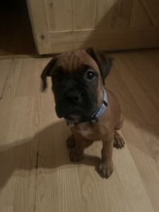 Boxer puppy