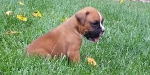 Boxer Puppies for Sale