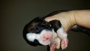 Boxer Puppies