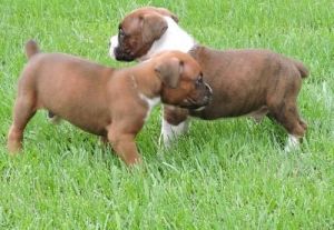 Active Tiny Cute Male And Female Boxer Puppies