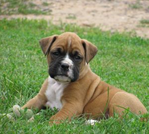 Adorable Red And White Boxer Puppies For Sale