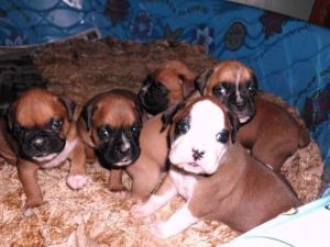 male and female boxer puppies for sale