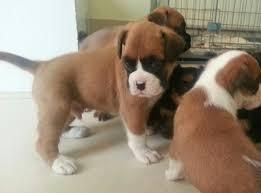 cart Boxer puppies for sale