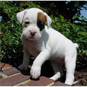 Akc Boxer Puppies(***) ***-***0
