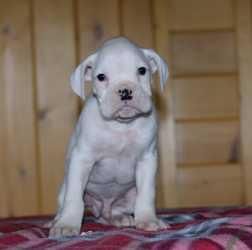 Boxer puppies