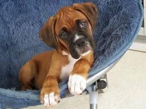 Boxer Puppies available for good home