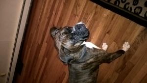 Williams family boxers