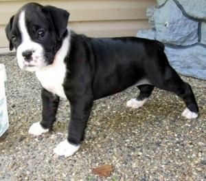 Male And Female Boxers (***) ***-***9