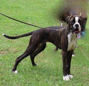 Akc 100% Euro Boxer Puppy Champ Bloodlines