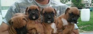 Adorable AKC boxer puppies
