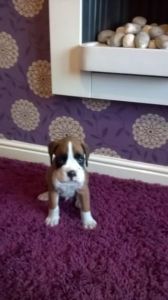 Boxer Puppies for adoption