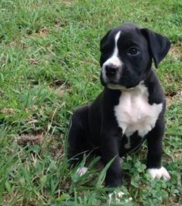 Active Boxer Puppies For Sale