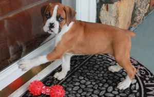 Gorgeous Boxer Puppies For