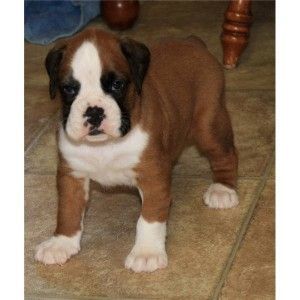 Cute Male And Female Boxer Puppies Available Now