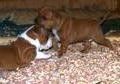 boxer puppies