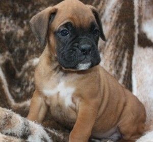 Cute Boxer Puppies for Sale