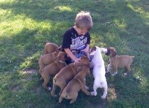 Boxer Puppy