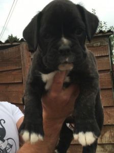 Beautiful Boxer Puppies For Sale