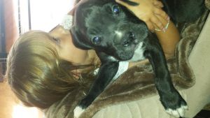 Akc boxer male puppy