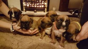 Stunning Kc Reg Boxer Puppies!!!