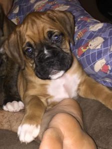 AKC Male fawn boxer puppy