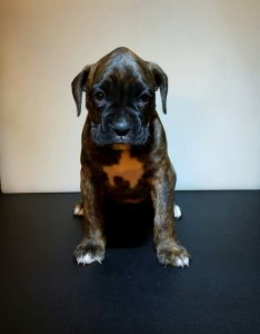 Boxer Puppies